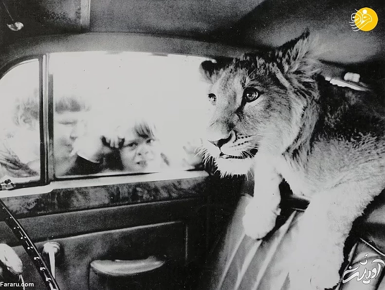 (تصاویر) داستان یک شیر؛ از بنز سواری تا رهایی در حیات وحش کنیا